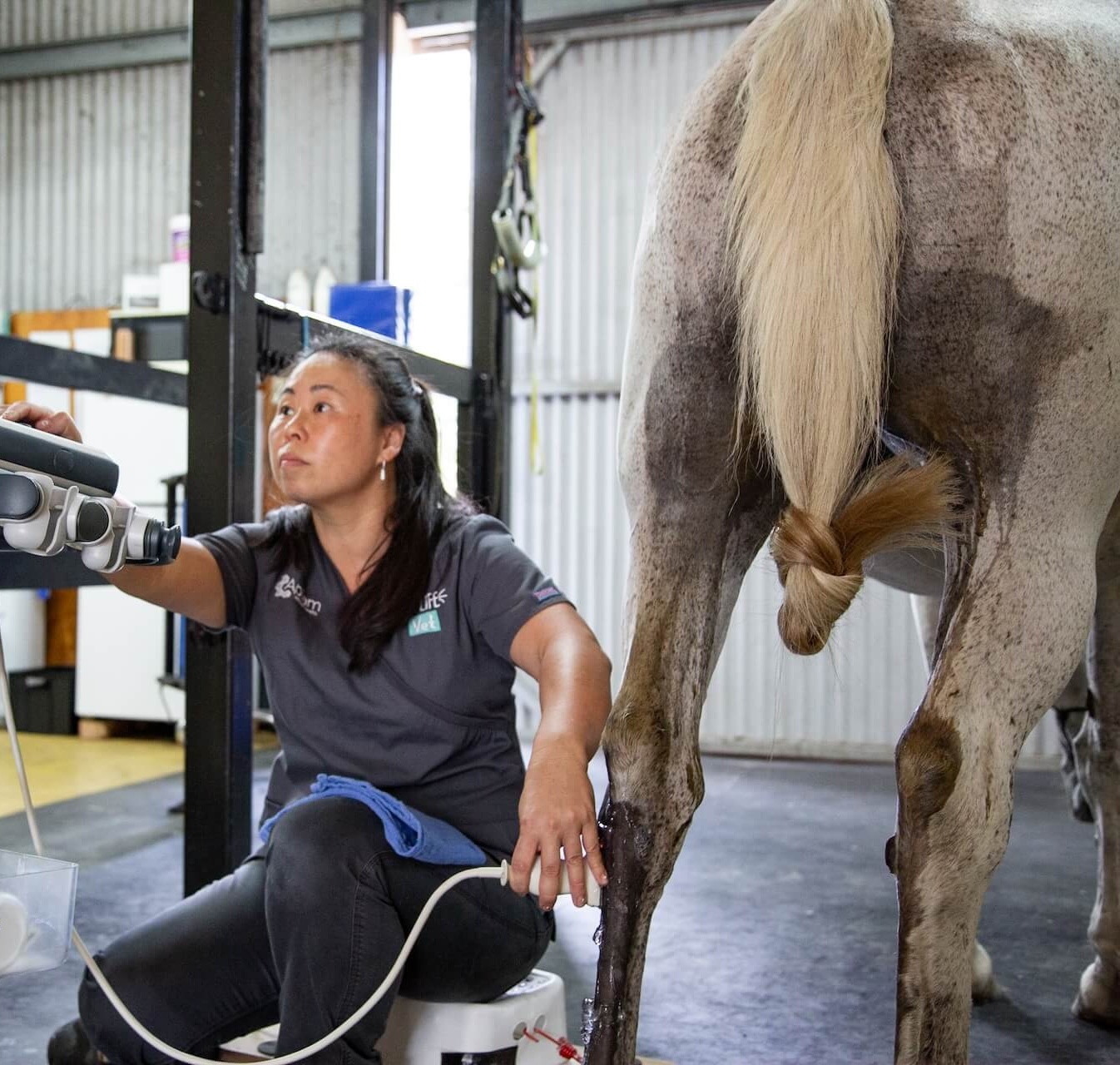 Equine/Large Animals