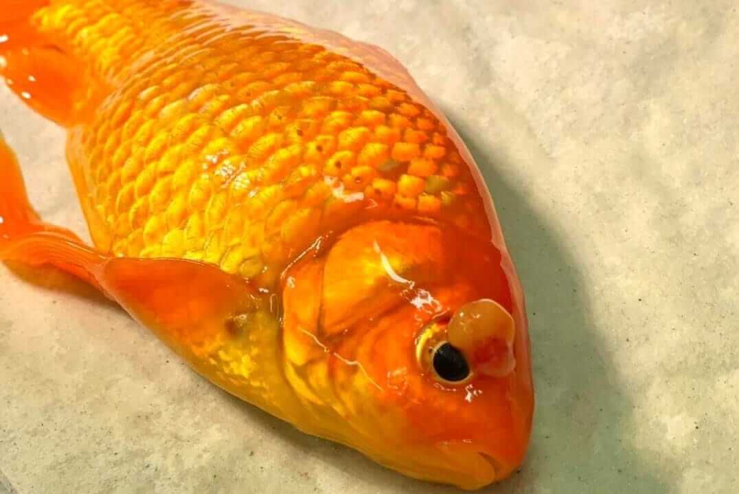 Jeff