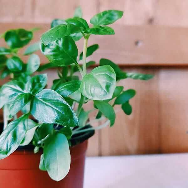 Mozzie Plant Bazil