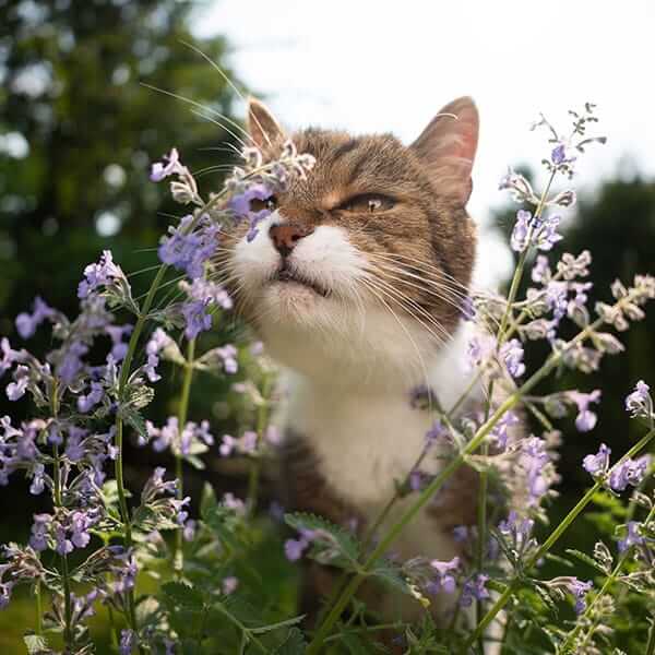 Mozzie Plant Catnip
