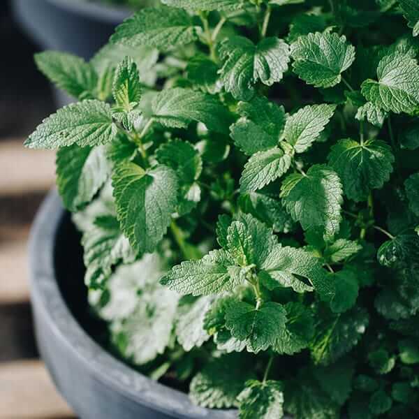 Mozzie Plant Lemon Balm