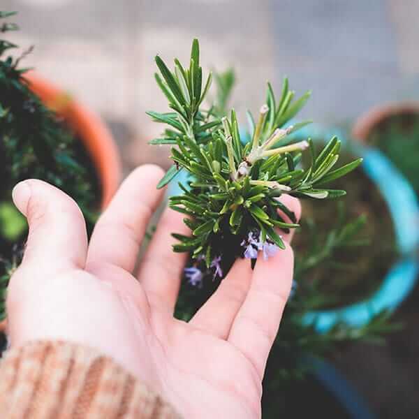 Mozzie Plant Rosemary