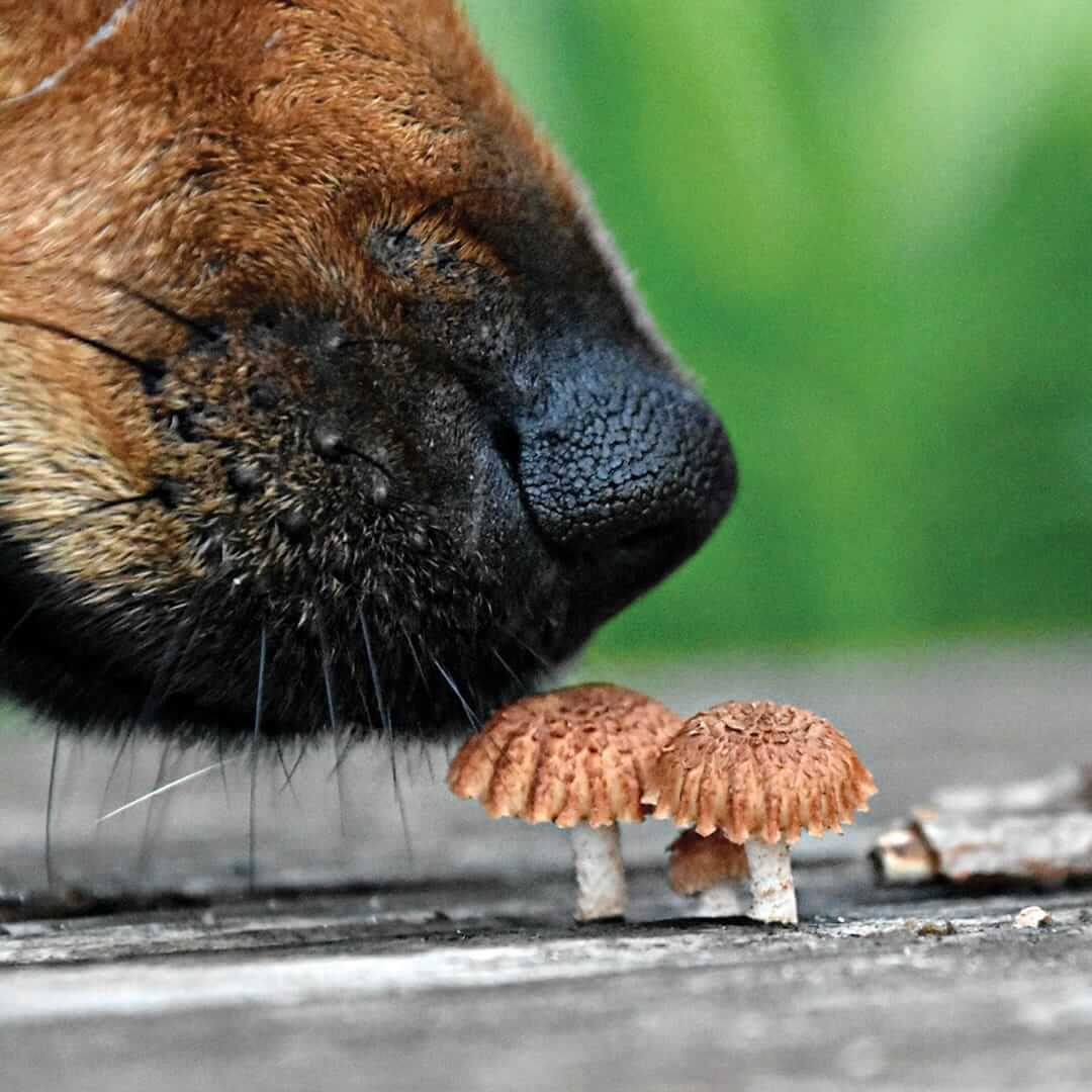 Mushroom Poisoning