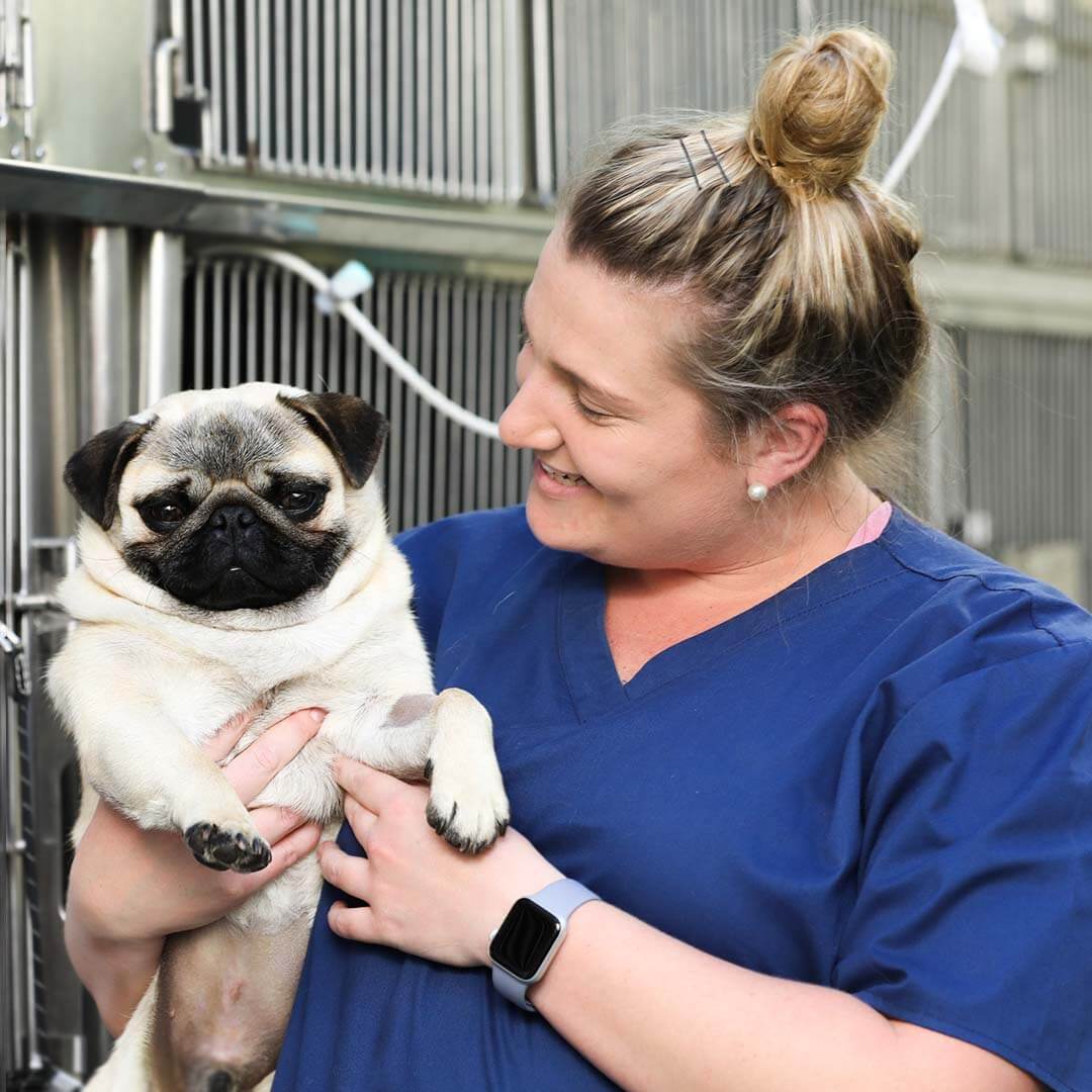 Nurse Photo Happy International Vet Nurses Day