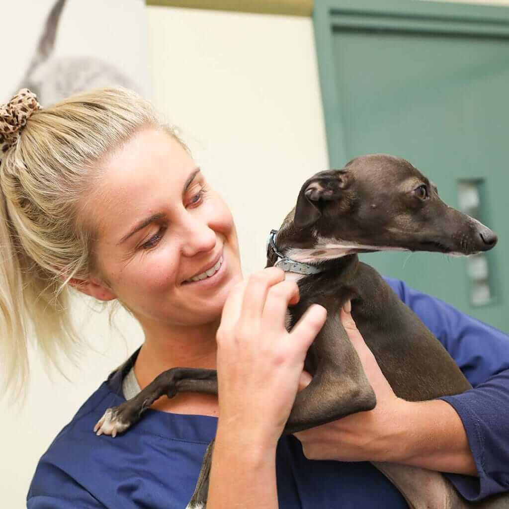 Nurse Photo Happy International Vet Nurses Day