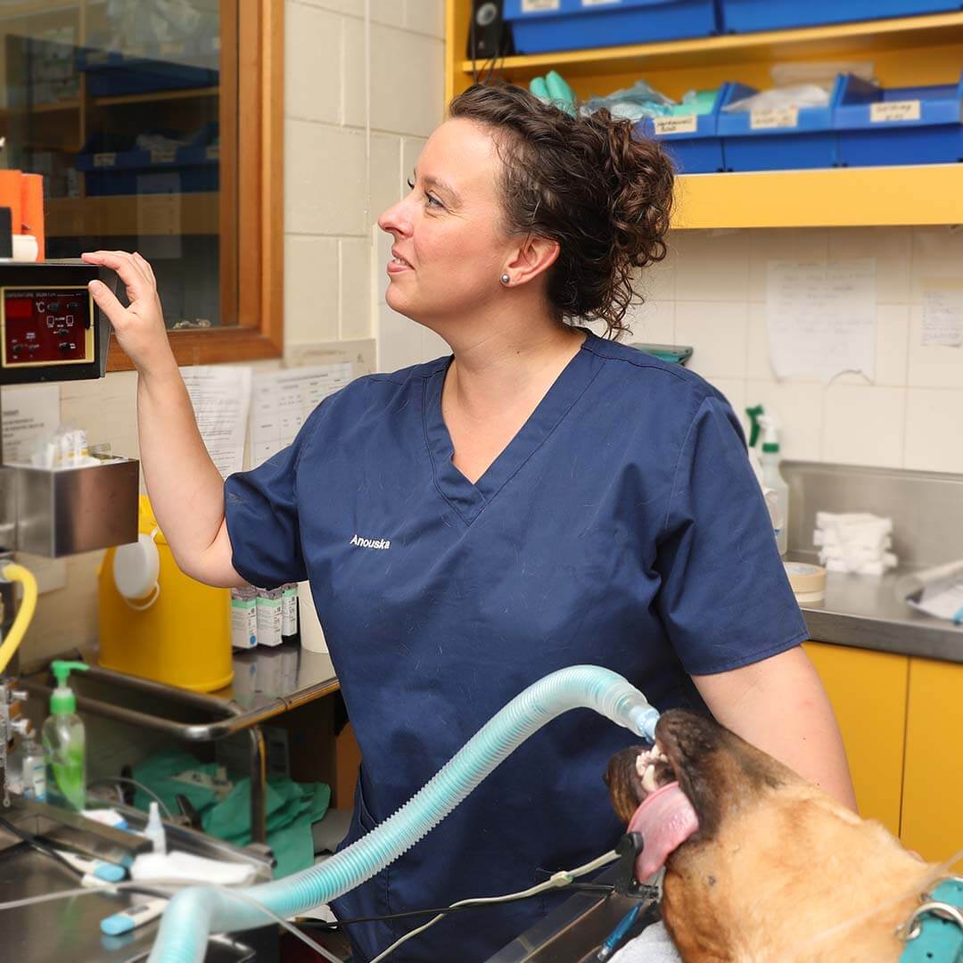 Nurse Photo Happy International Vet Nurses Day