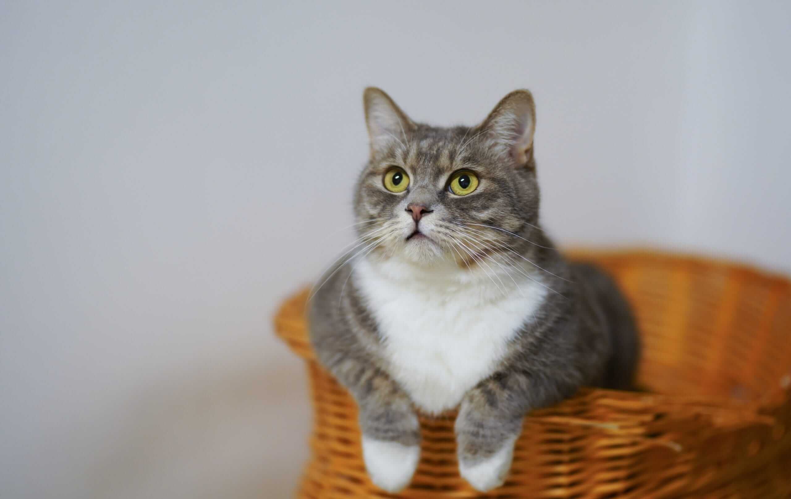 Ageing Cat