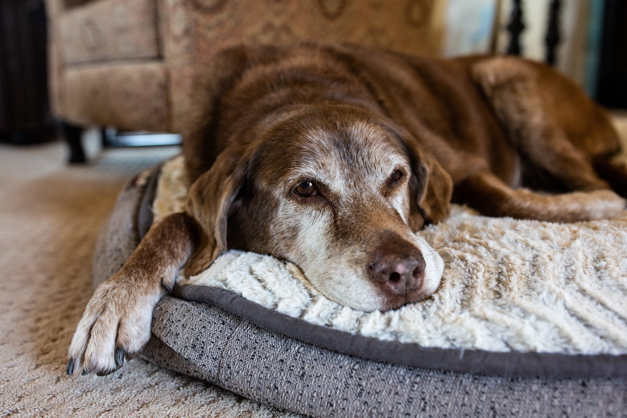 Ageing Dog