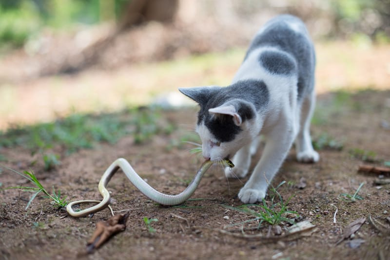 Cat with snake Beware of snakes!