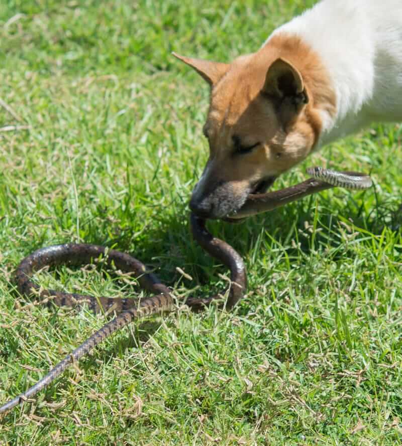 Dog with snake Beware of snakes!