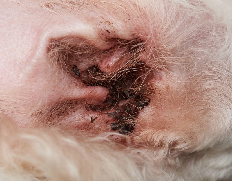 Ear Issues