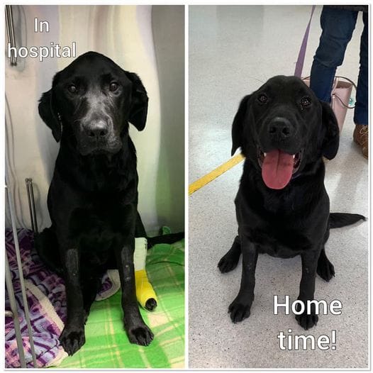 Lucky Ella is a Best Mate!