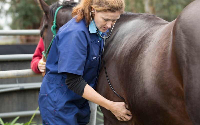 Ambulatory Services Equine 