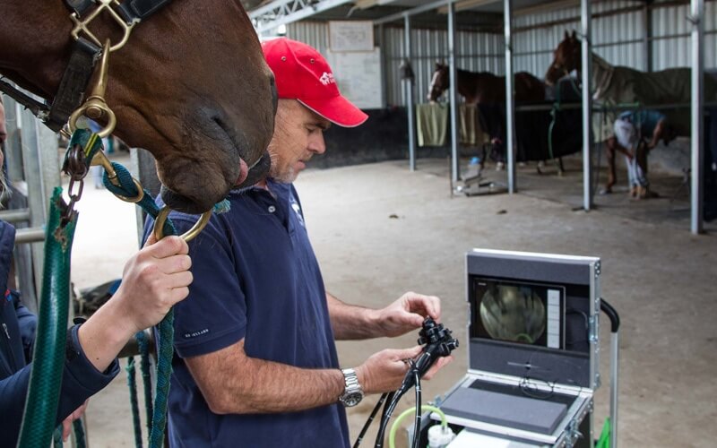 Equine Endoscopy