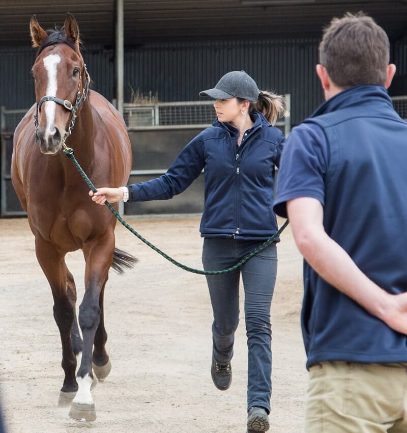 Equine Lameness Equine Services