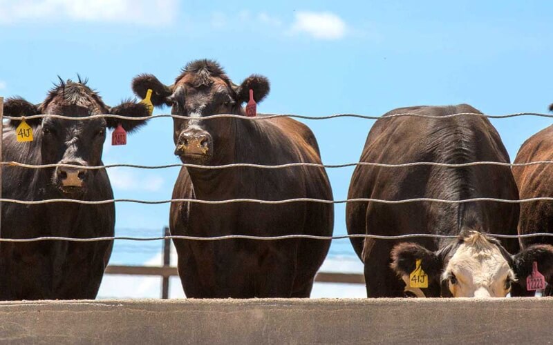 Feedlot Diagnostics And Custom Vaccines