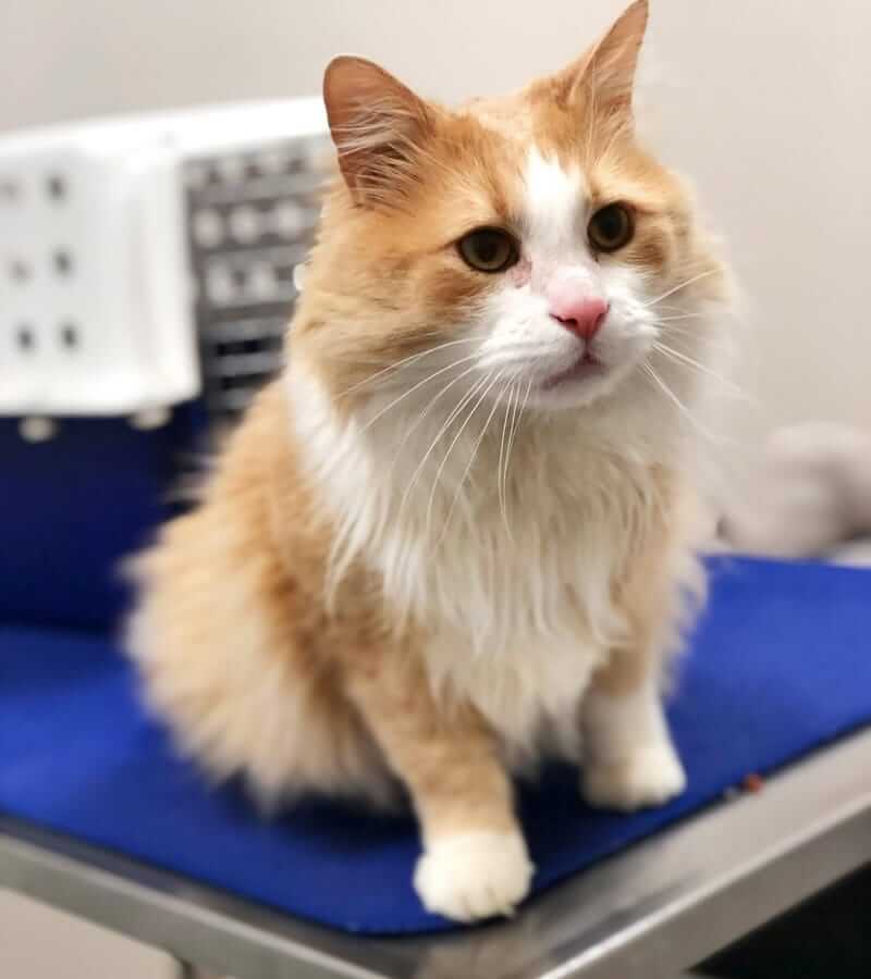 Gracie