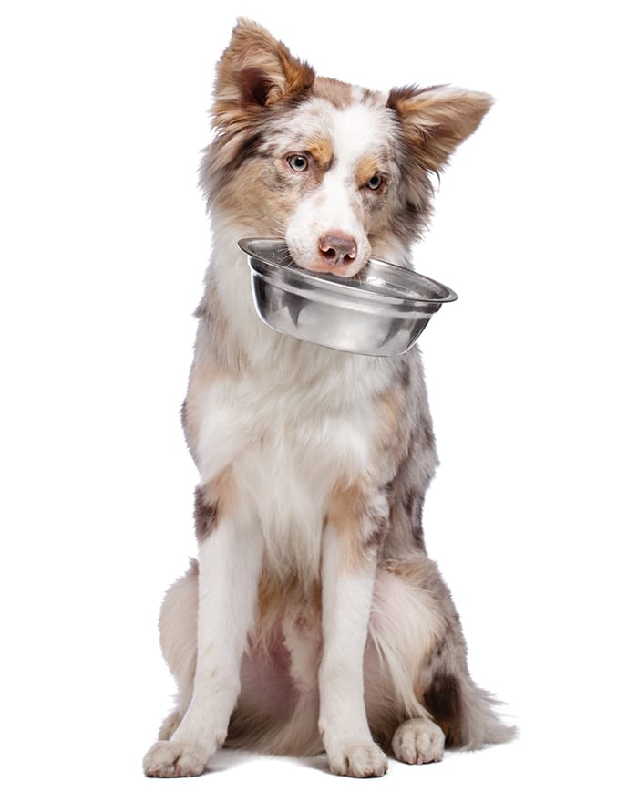 Understanding your dog’s nutritional requirements