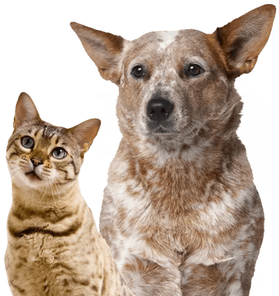 Senior Dogs and Cats