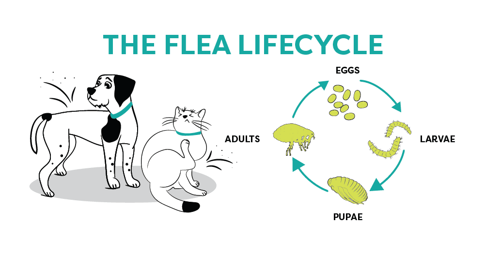 So your pet has fleas, now what?