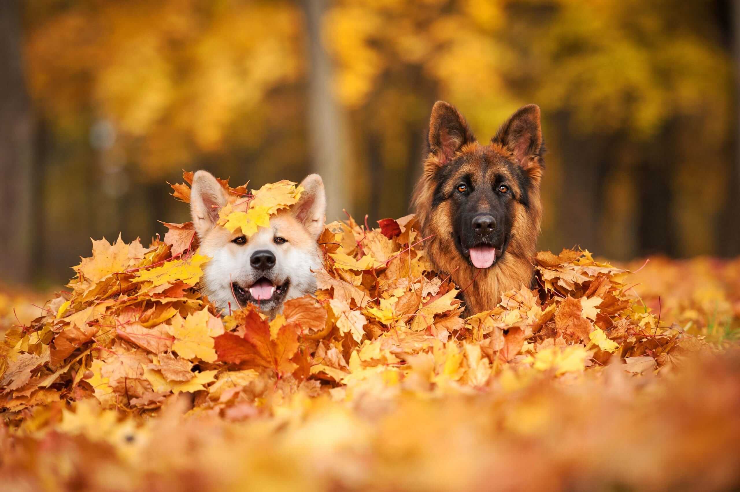 Toxic Autumn Foods for Pets