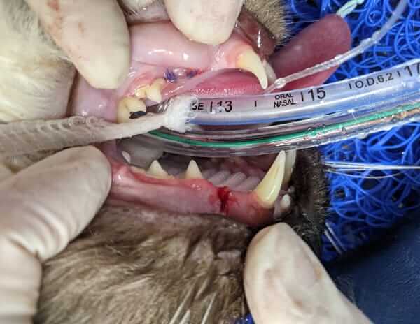 Zami Surgery