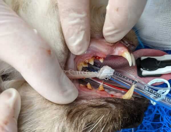Zami Surgery
