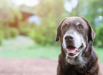 Osteoarthritis and your pet