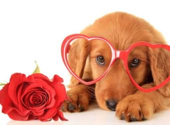 Common Valentine’s Day Pet Dangers