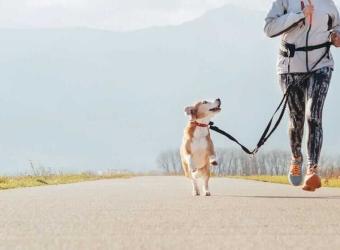 Don’t get cooped up — Winter exercising with your dog