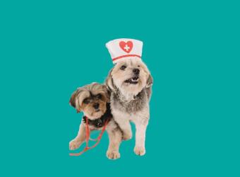 Happy International Vet Nurses Day
