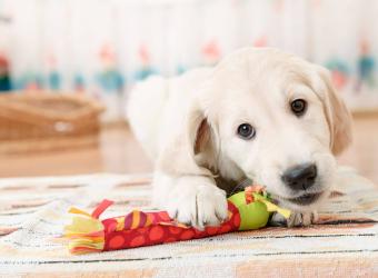 How to Socialise Your Puppy